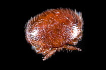 Varroa mite (Varroa destructor) an external parasitic mite that attacks honey bees.