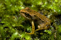 Common frog (Rana temporaria) young adult sitting on pond weed, UK