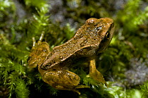 Common frog (Rana temporaria) young adult sitting on pond weed, UK