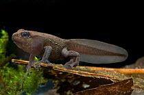 Tadpole of the Common / European Toad ( Bufo bufo) with front and back legs,  on a submerged decaying leaf. Controlled conditions, from pond in Dolbryn, Wales, UK