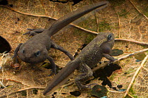 Two Tadpoles of the Common / European Toad (Bufo bufo) with front and back legs on a submerged decaying leaves. Controlled conditions, from pond in Dolbryn, Wales, UK