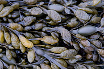 Bladderwrack Seaweed (Fucus vesiculosus) close-up of eponumous vesicles.