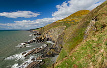 View of coastline at Penderi Cliffs nature reserve, showing sediment layers which are devoid of fossils, Ceredigion, West Wales, UK, May 2010