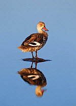 Cape Teal [Anas capensis] standing on stone in water, reflection, Etosha National Park, Namibia, August