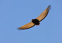 Bateleur Eagle [Terathopius ecaudatus] female in flight, soaring, Etosha National Park, Namibia, August