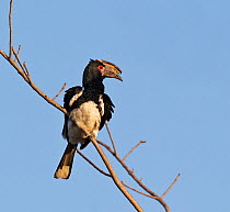 Trumpeter hornbill [Bycanistes bucinator] male perched, Chobe National Park, Botswana, August
