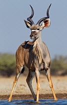 Greater kudu [Tragelaphus strepsiceros] male at water, looking startled, Etosha National Park, Namibia, August