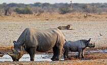 Black Rhinoceros [Diceros bicornis] mother and baby at waterhole, seemingly relaxed about nearby lioness, Etosha National Park, Namibia, August
