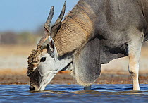 Eland [Taurotragus oryx] male drinking, note large dewlap and brush on forehead, Etosha National Park, Namibia, August