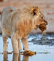 African lion [Panthera leo] male at waterhole, playing with elephant dung, Etosha National Park, Namibia, August