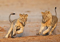 RF- African lion (Panthera leo) juvenile males playing, Etosha National Park, Namibia, August. (This image may be licensed either as rights managed or royalty free.)