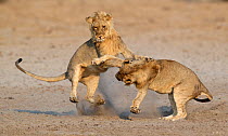 African lion (Panthera leo) juvenile males play fighting, Etosha National Park, Namibia, August