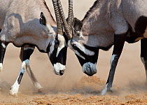 Gemsbok [Oryx gazella] two males fighting, Etosha National Park, Namibia, August