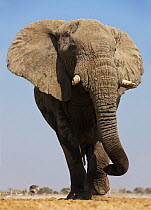 RF- African elephant (Loxodonta africana) at waterhole, Etosha National Park, Namibia, August. Endangered species. (This image may be licensed either as rights managed or royalty free.)