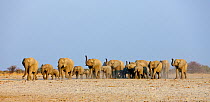 African elephant [Loxodonta africana] female herd approaching waterhole with trunks raised to smell danger, Etosha National Park, Namibia, August
