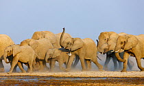RF- African elephant (Loxodonta africana) female herd approaching waterhole with trunks raised to smell danger, Etosha National Park, Namibia, August. Endangered species. (This image may be licensed e...