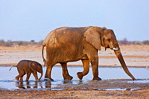 RF- African elephant (Loxodonta africana) mother and baby walking through water, Etosha National Park, Namibia, August. Endangered species. (This image may be licensed either as rights managed or roya...