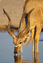 Greater Kudu [Tragelaphus strepsiceros] male drinking, Etosha National Park, Namibia, August