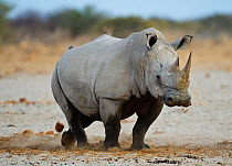 White rhinoceros [Ceratotherium simum] using midden, Etosha National Park, Namibia, August