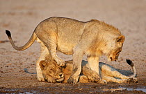 African lion [Panthera leo] juvenile males playing,~Etosha National Park, Namibia, August
