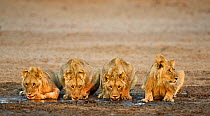African lion [Panthera leo] juvenile males, four brothers drinking, Etosha National Park, Namibia, August