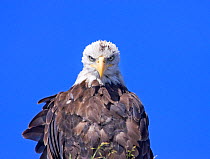 Young Bald eagle (Haliaeetus leucocephalus) portrait, Barkley Sound, Vancouver Island, British Columbia, Canada