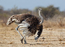 Ostrich [Struthio camelus] courtship display by female, Etosha National Park, Namibia, August