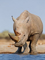 White rhinoceros [Ceratotherium simum] at water, Etosha National Park, Namibia, August