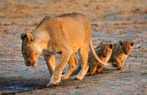 African lion [Panthera leo] mother leading two very young cubs to water, Etosha National Park, Namibia, August