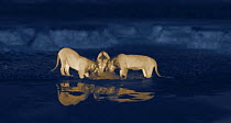 Thermal image of three young male lions (Panthera leo) feeding on a rotting zebra foal that had drowned in the mud. Masai Mara, Kenya. Image taken at night using thermal camera technology without arti...