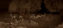 Chital / Spotted deer herd (Axis axis), Yala National Park, Sri Lanka. Image taken at night using infa red camera technology without artificial light.