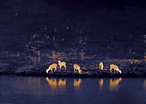 Chital / Spotted deer (Axis axis) grazing at the waters edge with storks and egrets roosting above. Yala National Park, Sri Lanka. Image taken at night using thermal camera technology without artifici...
