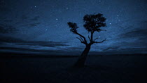 Starry night, Masai Mara, Kenya. Imagetaken using starlight camera technology without artificial light.