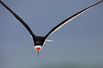 Black Skimmer (Rynchops niger) in flight. Gulf Islands National Seashore, Florida, USA, June.