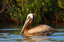 Brown Pelican (Pelecanus occidentalis) swimming near its mangrove island nesting colony in Barataria Bay. Jefferson Parish, Louisiana, USA,  July 2010.