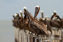 Flock of Brown Pelicans (Pelecanus occidentalis) at coastal roost site, preening. Baldwin County, Alabama, USA, June.