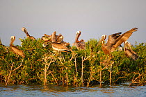 Brown Pelicans (Pelecanus occidentalis) roosting on mangroves, Barataria Bay, Plaquemines Parish, Louisiana, USA, July.