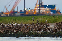 Flock of Brown Pelicans (Pelecanus occidentalis) roosting on Queen Bess Island in Barataria Bay. The nesting colony on this island was heavily impacted by the BP Deepwater Horizon, Gulf of Mexico oil...
