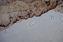 Human footprints and oiled beach from the BP Deepwater Horizon oil leak in the Gulf of Mexico. Baldwin County, Alabama. USA, June 2010.
