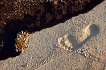 Human footprint and oiled beach from the BP Deepwater Horizon oil leak in the Gulf of Mexico. Baldwin County, Alabama. USA, June 2010.