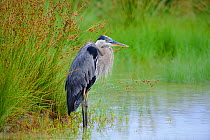 Great Blue Heron (Ardea herodias) lightly oiled as a result of the BP Deepwater Horizon oil spill in the Gulf of Mexico. Standing in a coastal marsh. Gulf Islands National Seashore, Florida. USA, June...