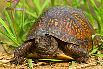 Gulf Coast Box Turtle (Terrapene carolina major) portrait, Mobile County, Alabama. USA, July.