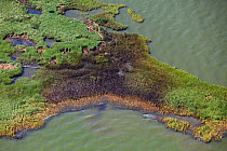 Aerial view of an oil covered island and displaced oil containment boom in the Barataria Bay area of the Mississippi River delta, contaminated as a result of the BP Deepwater Horizon oil leak in the G...
