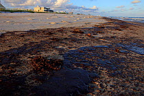 Oiled beach, contaminated by the BP Deepwater Horizon oil leak. Baldwin County, Alabama, USA, June 2010.