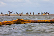 Flock of oiled Brown Pelicans (Pelecanus occidentalis) on a beach behind an oil covered containment boom. This nesting colony is the largest in Louisiana and was heavily contaminated by the BP Deepwat...