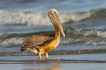 Brown Pelican (Pelecanus occidentalis) lightly oiled juvenile on shoreline. Hundreds of these birds from the largest Louisiana nesting colony on Raccoon Island, were badly oiled as a result of the BP...