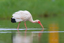 White Ibis (Eudocimus albus) lightly oiled adult foraging. Contaminated as a result of the BP Deepwater Horizon oil leak, in the Gulf of Mexico, Plaquemines Parish, Louisiana, USA, July 2010.