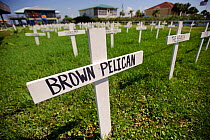 Cross signs commemorating damage to environment and wildlife, erected by residents of Grand Isle in protest to the damage caused by the BP Deepwater Horizon oil leak in the Gulf of Mexico. Plaquemines...