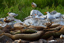 Flock of Royal Tern (Thalasseus maximus) oil covered fledglings wait to be fed in a nesting colony on Queen Bess Island. These birds have little chance of survival as their feathers are too damaged, a...
