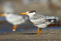 A lightly oiled Royal Tern (Thalasseus maximus) fledgling on the beach waiting to be fed. The bird was oiled as a result of the BP Deepwater Horizon oil leak in the Gulf of Mexico. Raccoon Island, Ter...